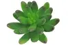 Artificial Pachyphytum Pick<br>7cm thumbnail