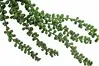 Artificial Hanging String of Pearls<br>73cm thumbnail