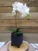 3. DIY Simple & Stylish Phalaenopsis Orchid Pot thumbnail