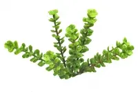Artificial Herb Succulent<br>13cm