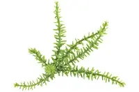 Artificial Mini Senico Succulent<br>14cm