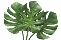Artificial Philo Leaf<br>74cm