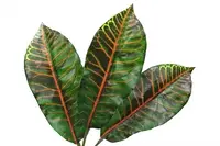 Artificial Croton Leaf<br> 46cm