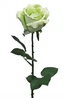 Artificial Ecuador Rose<br>Green