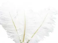 Ostrich Feather<br>White