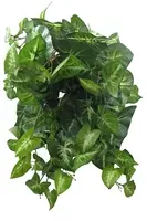 Artificial Hanging Syngonium Bush<br>50cm