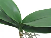 Artificial Phalaenopsis Orchid Leaf<br>Medium 33cm
