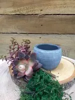 DIY Succulents in a Mini Pot<br>Burgundy