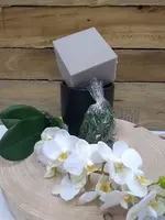 DIY Simple & Stylish Phalaenopsis Orchid Pot