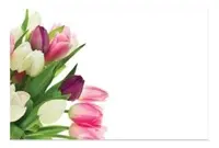 Gift Card<br>White with Tulip Bunch