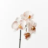 Artificial Phalaenopsis Mini Orchid<br>Latte 51cm