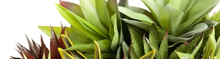 Artificial Agaves