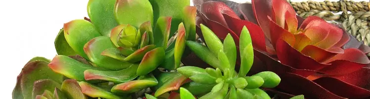 Artificial Echeveria Succulents