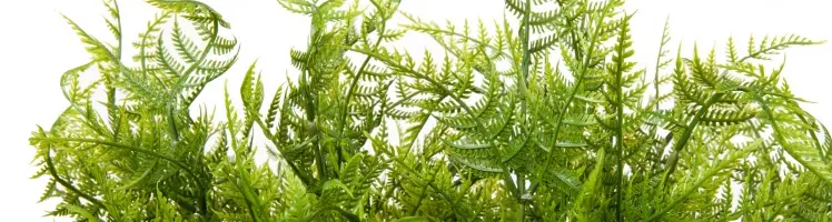 Artificial Ferns Palms