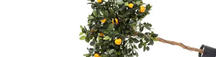 Artificial Fruiting Trees