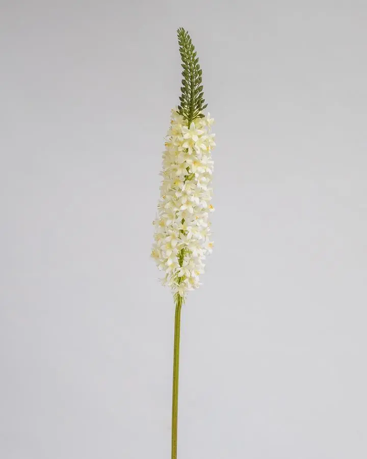 Eremurus