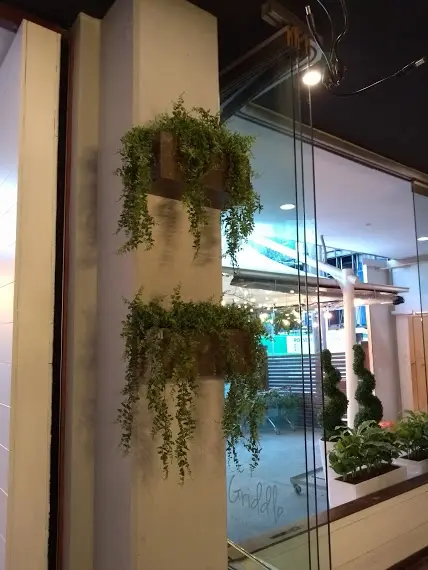 Artificial Hanging Buckler Ferns Display