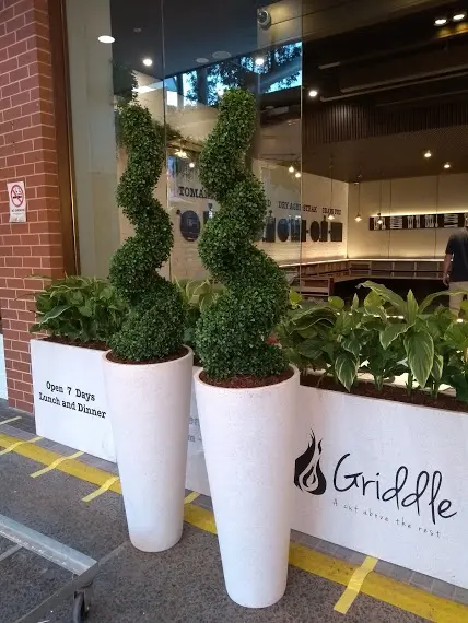 Planter Boxes with Cordylines & Boxwood Spiral Trees