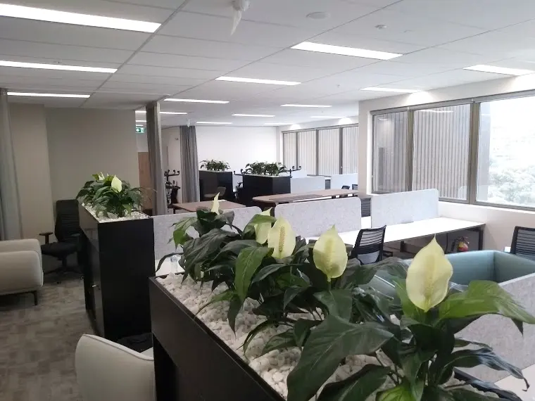 Artificial Flowering Spathiphyllum Plants