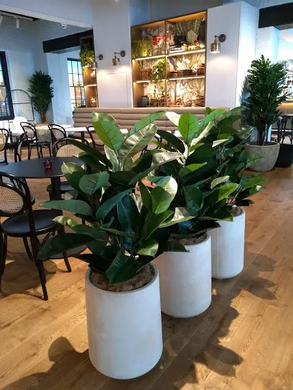 Artificial Rubber Plants