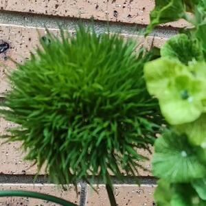 She’s a beauty…
Full of texture, depth & sculptural elegance ✨
Designed to elevate every space.

#artificialflowers
#LuxuryFlorals
#FauxFlorals
#ForeverFlowers
#InteriorStyling