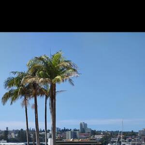 Stunning location for a beautiful wedding setup last weekend 🌴🌊

Congratulations to Lauren & Kieran who tied the knot at the gorgeous @manlypavilion  7-3-26 💍

Blues and Whites was the colour of the day and what a perfect colour combo to match the surroundings 💙🤍

Thank you for choosing us to create your beautiful florals and we look forward to seeing some more photos of your special day 💐 

#artificialflowers #weddings #ido #weddingsetup #brideandgroom