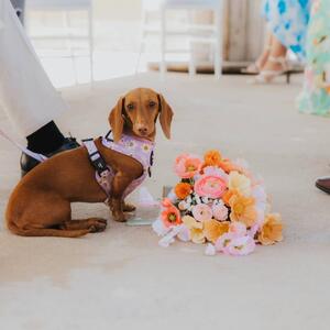 What a good dog indeed! 😃

Every Bride needs a reliable guard dog to protect their bouquet 💐 

Sweetness Overload 

Beautifully captured by 📷 @jaydeleephotography

#weddingdog #artificialflowers #bridal #bridalbouquet #weddingflorals #floweramasydney #weddingphotography #dogsoﬁnsta