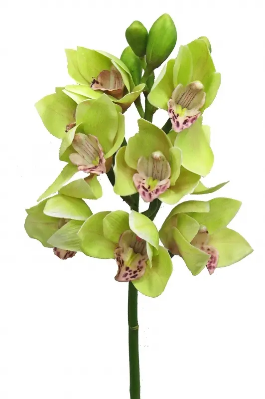 Main Image Artificial Cymbidium Orchid<br>Green