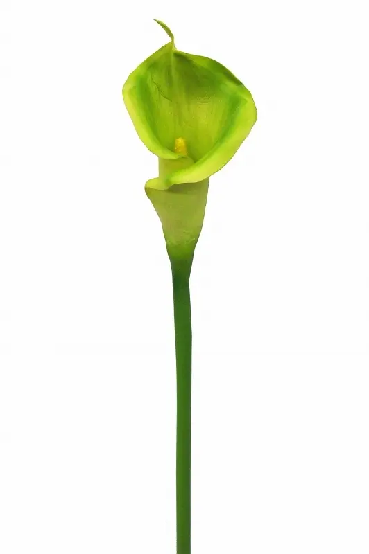 Artificial Calla Lily <br>Green