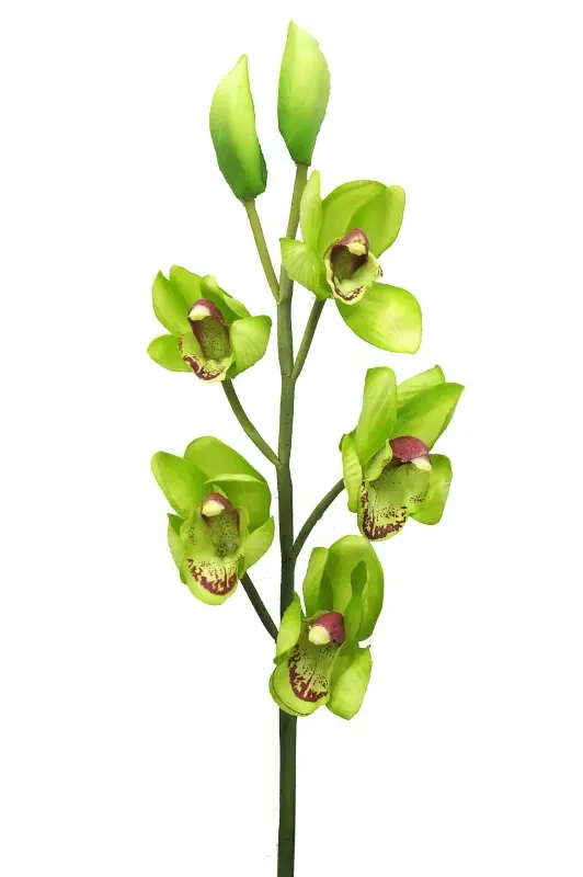 Main Image Artificial Cymbidium Orchids<br>Green