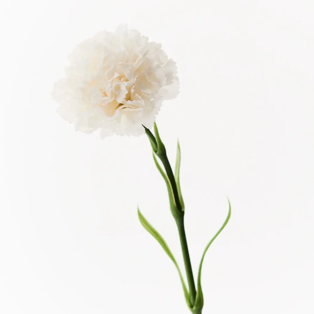 Main Image Artificial Carnation-Real Touch<br>Winter White