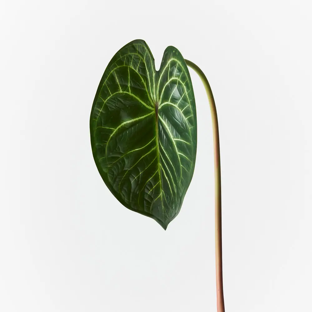 Artificial Anthurium Leaf<br>56cm