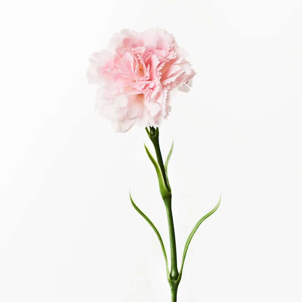 Main Image Artificial Carnation-Real Touch<br>Light Pink