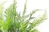 Artificial Asparagus Fern<br>74cm thumbnail