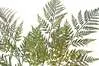 Artificial Leather Fern Spray<br>57cm thumbnail