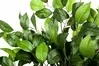 Artificial Camellia Leaf Spray<br>63cm thumbnail