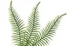 Artificial Long Fern Leaf<br>56cm thumbnail