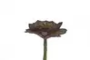 1. Artificial Wide Leaf Echeveria<br>Assorted thumbnail