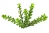 Artificial Herb Succulent<br>13cm thumbnail