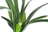 Artificial Spider Orchid Leaf and Roots<br>42cm thumbnail