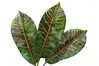 Artificial Croton Leaf<br> 46cm thumbnail