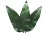 Artificial Bird of Paradise Leaf<br>101cm thumbnail