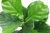 Artificial Fiddle Leaf Fig Top Spray<br>64cm thumbnail