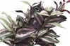 Artificial Wandering Jew Spray<br>55cm thumbnail