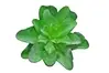 Artificial Echeveria Pick<br>Green thumbnail