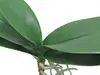 Artificial Phalaenopsis Orchid Leaf<br>Medium 33cm thumbnail