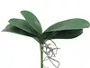 1. Artificial Phalaenopsis Orchid Leaf<br>Medium 33cm thumbnail