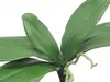Artificial Phalaenopsis Orchid Leaf<br>Spray x 5 thumbnail