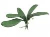 1. Artificial Phalaenopsis Orchid Leaf<br>Spray x 5 thumbnail