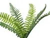 Artificial Boston Fern Bush Pick<br>33cm thumbnail